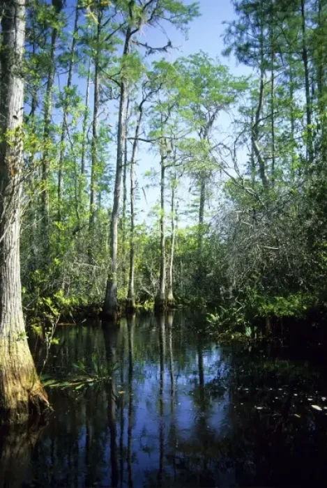 Framed Print : The Okefenokee Swamp in Georgia Framed Print : The Okefenokee Swamp in Georgia
