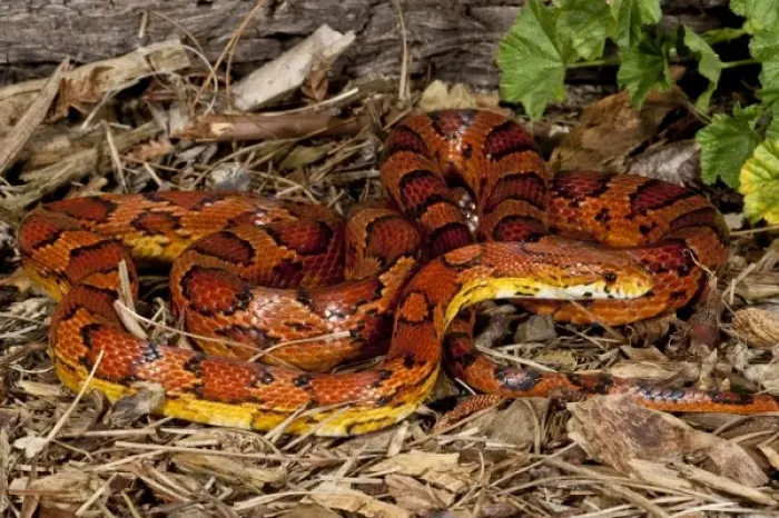 Framed Print : Oketee Corn Snake, Elaphe guttata, Native to Eastern US