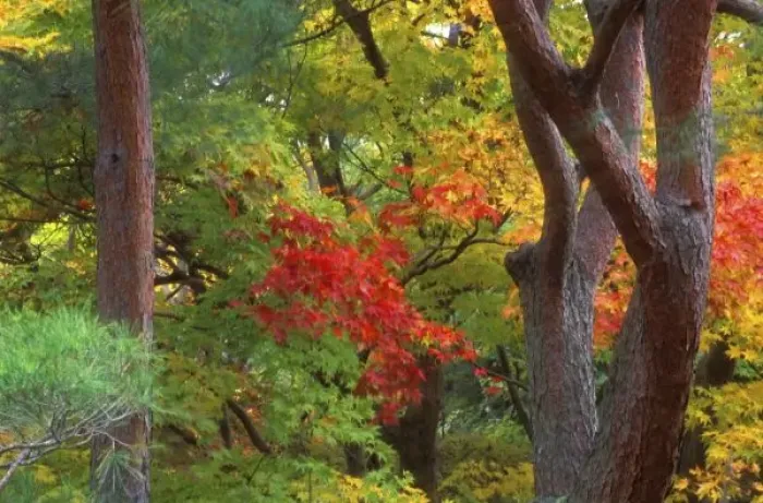 Framed Print : Okochi Sanso, Arashiyama