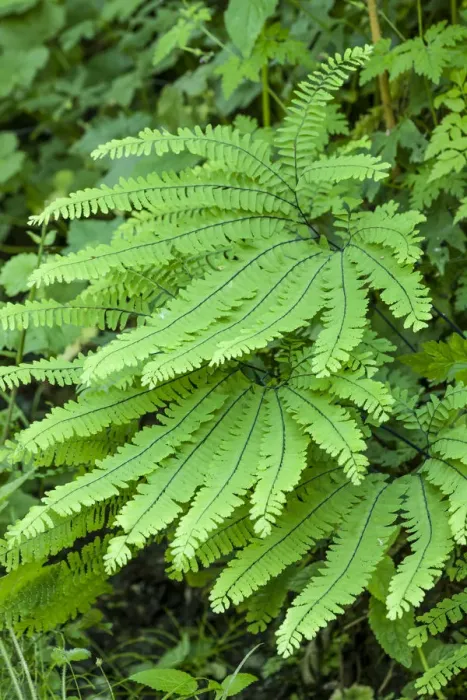 Framed Print : Olallie State Park, Washington State, USA. Maidenhair fern plants Framed Print : Olallie State Park, Washington State, USA. Maidenhair fern plants