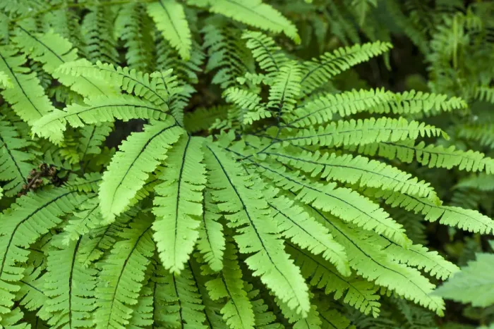 Framed Print : Olallie State Park, Washington State, USA. Maidenhair fern plants Framed Print : Olallie State Park, Washington State, USA. Maidenhair fern plants