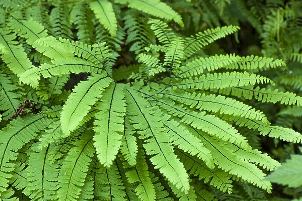 Olallie State Park, Washington State, USA. Maidenhair fern plants
