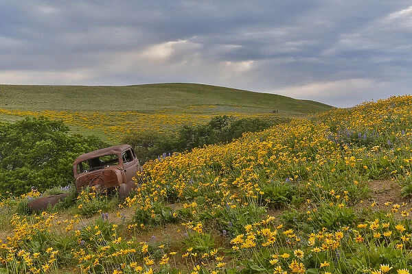Old abandoned car, Spingtime bloom with mass fields of Lupine, Arrow Leaf Balsalmroot