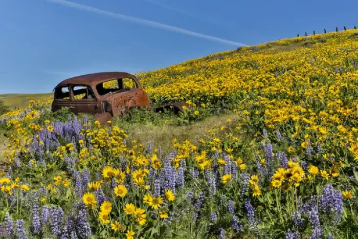 Framed Print : Old abandoned car, Spingtime bloom with mass fields of Lupine, Arrow Leaf Balsalmroot
