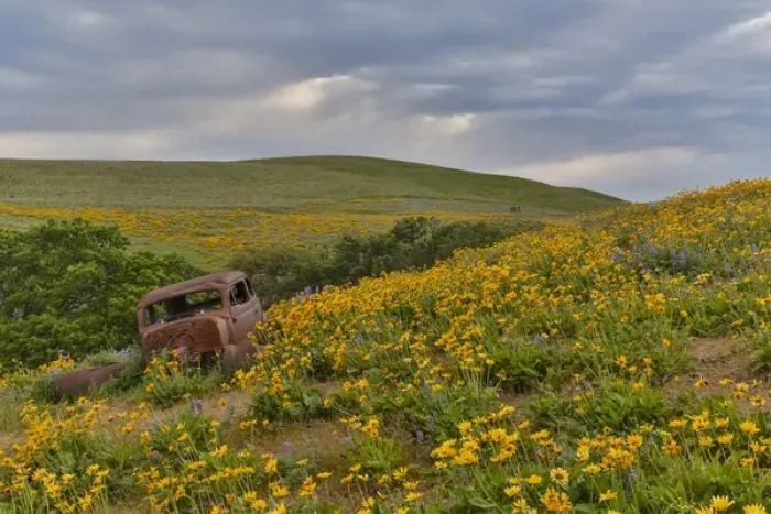 Framed Print : Old abandoned car, Spingtime bloom with mass fields of Lupine, Arrow Leaf Balsalmroot