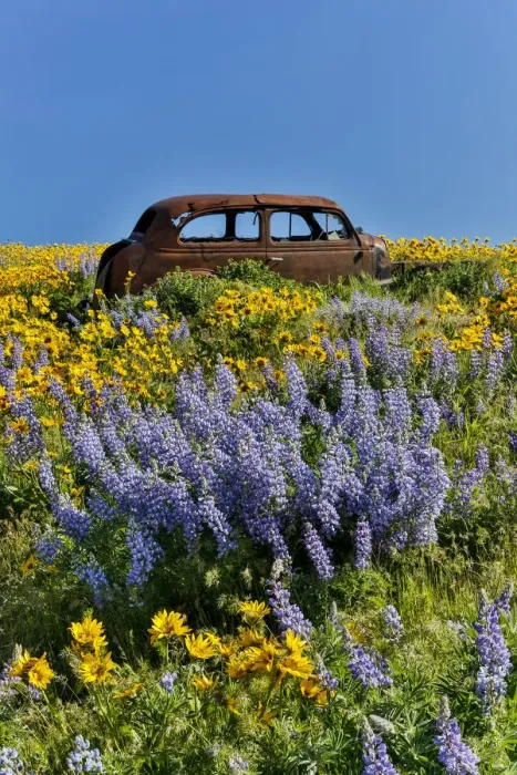 Framed Print : Old abandoned car, Spingtime bloom with mass fields of Lupine, Arrow Leaf Balsalmroot Framed Print : Old abandoned car, Spingtime bloom with mass fields of Lupine, Arrow Leaf Balsalmroot