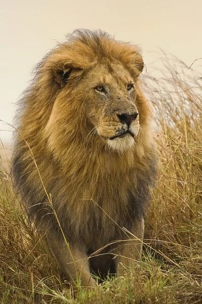 Old adult black maned Lion, Masai Mara Game Reserve, Kenya