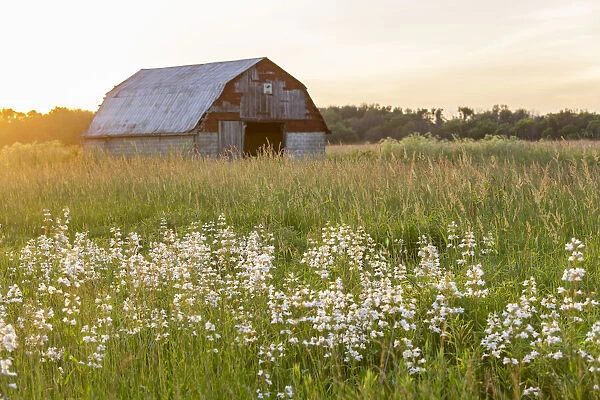 Old barn and field of penstemon at sunset Prairie Ridge State Natural Area, Marion County