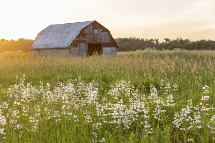 Framed Print : Old barn and field of penstemon at sunset Prairie Ridge State Natural Area, Marion County