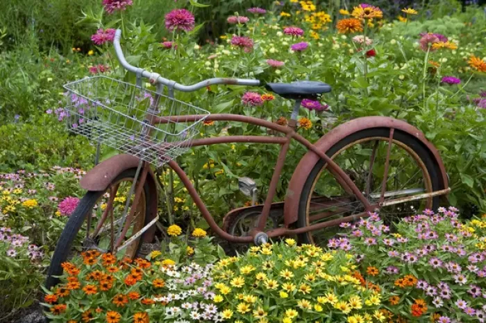 Framed Print : Old bicycle with flower basket in garden with zinnias, Marion Co. IL
