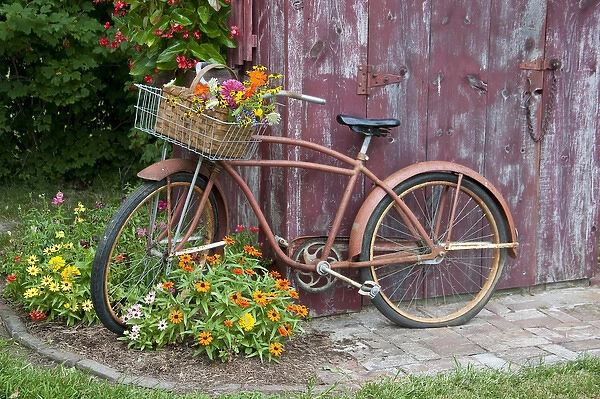 Old bicycle with flower basket next to old outhouse garden shed. Red Wing Begonias