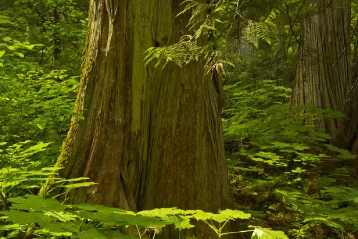 Framed Print : Old cedars, Hemlock Grove, Glacier National Park, British Columbia, Canada Framed Print : Old cedars, Hemlock Grove, Glacier National Park, British Columbia, Canada