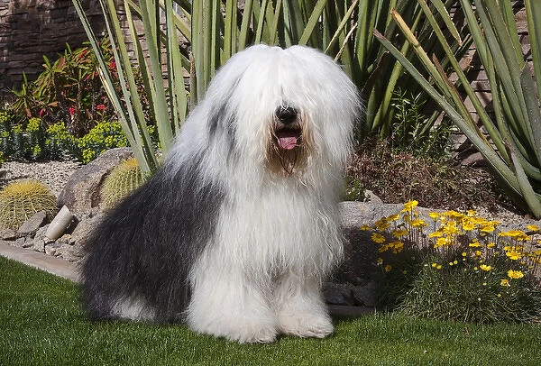 An Old English Sheepdog sitting in front of a cactus garden