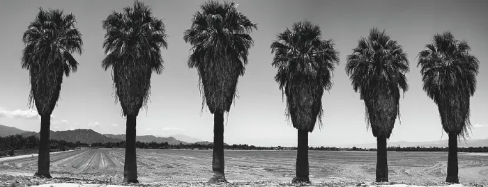 Framed Print : Old Estate, Date Palms, Coachella Valley, California, USA Framed Print : Old Estate, Date Palms, Coachella Valley, California, USA