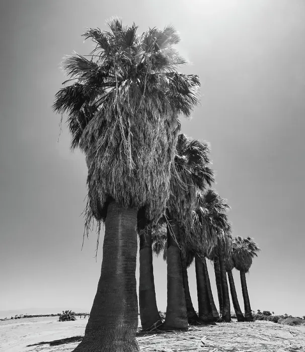 Framed Print : Old Estate, Date Palms, Coachella Valley, California, USA Framed Print : Old Estate, Date Palms, Coachella Valley, California, USA