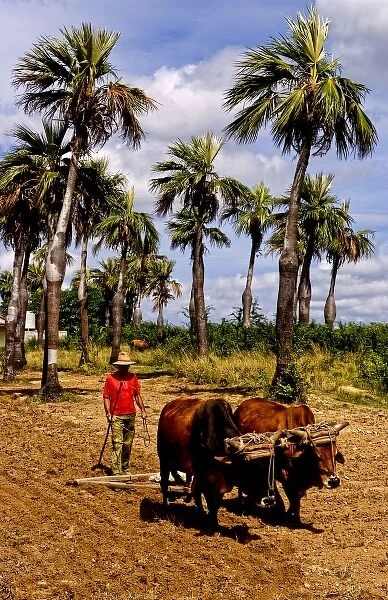 Old fashioned farming in tobacco fields in Sierra del Rosario mountains with oxen