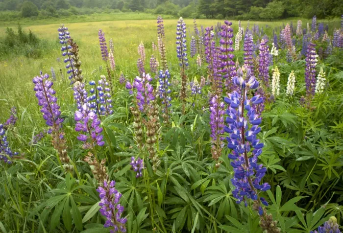 Framed Print : Old field with lupine, coastal Maine near Brunswick Framed Print : Old field with lupine, coastal Maine near Brunswick