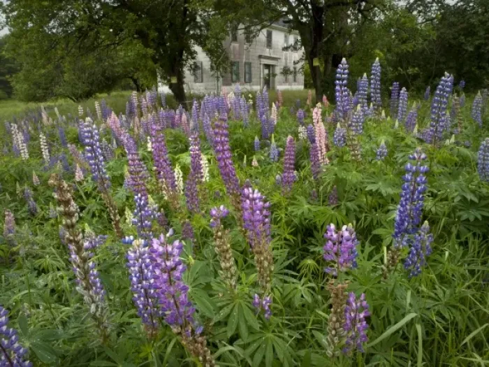 Framed Print : Old field with lupine, coastal Maine near Brunswick Framed Print : Old field with lupine, coastal Maine near Brunswick