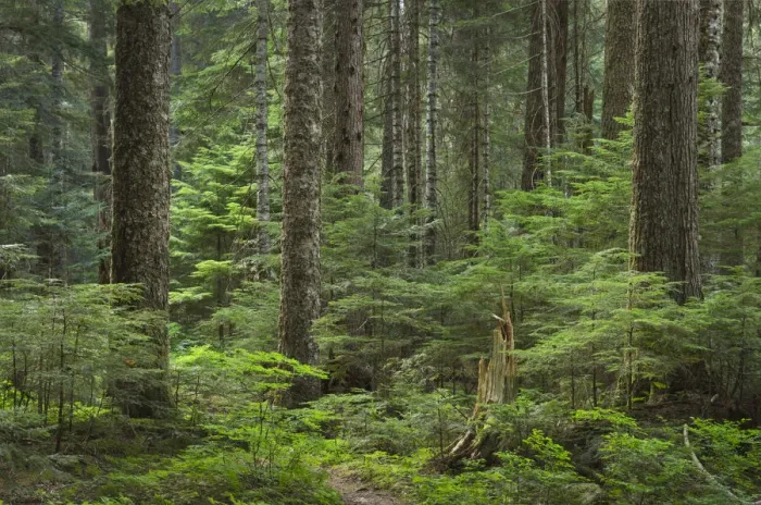 Framed Print : Old growth forest consisting of Silver Fir and Western Hemlock. Chilliwack Valley Framed Print : Old growth forest consisting of Silver Fir and Western Hemlock. Chilliwack Valley