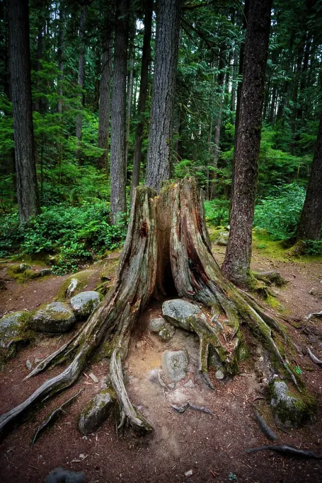 Framed Print : Old growth tree stump in forest, Lynn Canyon Park, North Vancouver, British Columbia, Canada Framed Print : Old growth tree stump in forest, Lynn Canyon Park, North Vancouver, British Columbia, Canada