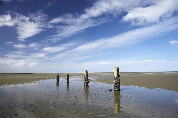 Old Jetty Piles, Collingwood, Golden Bay, Nelson Region, South Island, New Zealand