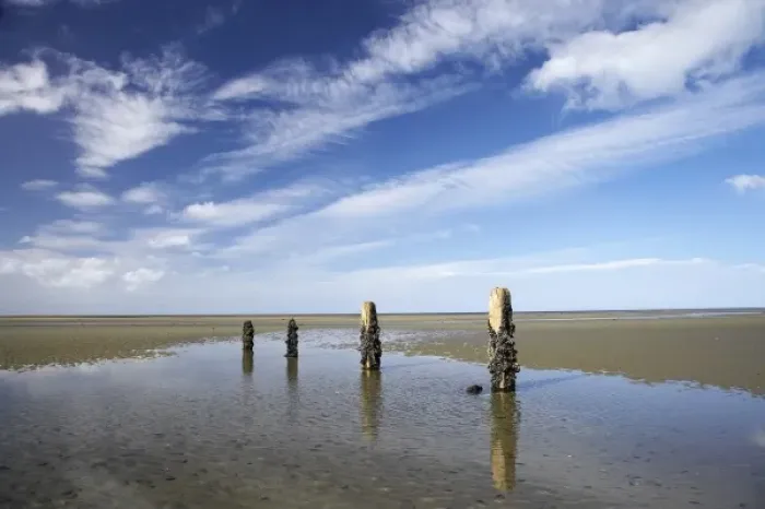 Framed Print : Old Jetty Piles, Collingwood, Golden Bay, Nelson Region, South Island, New Zealand