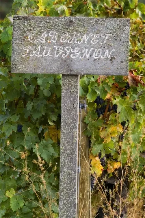 Framed Print : Old lichen covered wooden sign with cabernet sauvignon letters at end of vineyard Framed Print : Old lichen covered wooden sign with cabernet sauvignon letters at end of vineyard