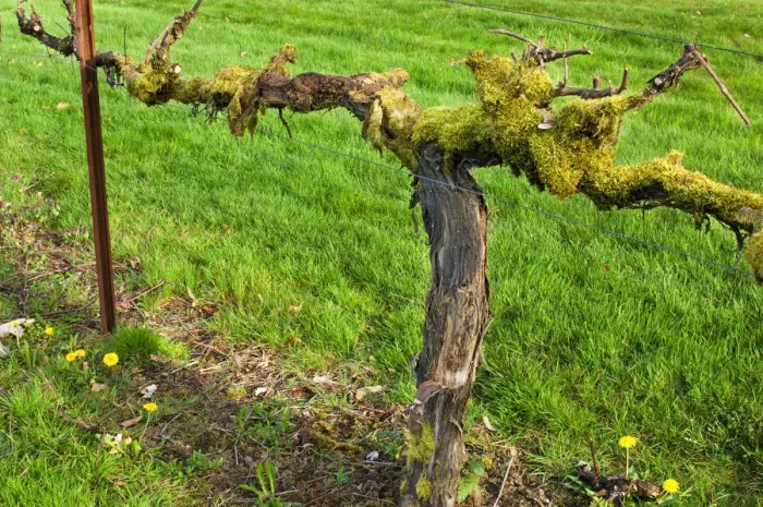 Framed Print : Old moss covered grape vine in green lawn at Chateau St. Michelle Winery, Woodenville