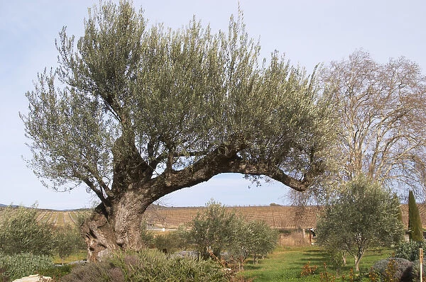 Very old olive tree. Domaine Mas Gabinele. Faugeres. Languedoc. France. Europe
