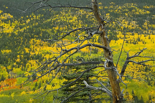 Old ponderosa stag against the fall color in the New Mexico Rocky mountains