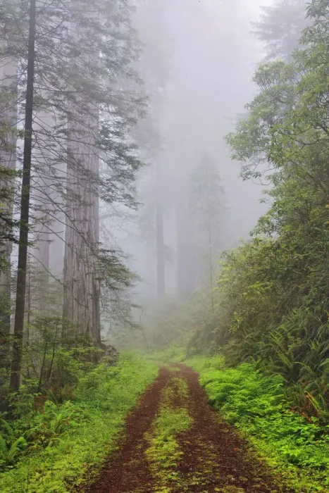 Framed Print : Old roadway through foggy redwood forest, Redwood National Park, California
