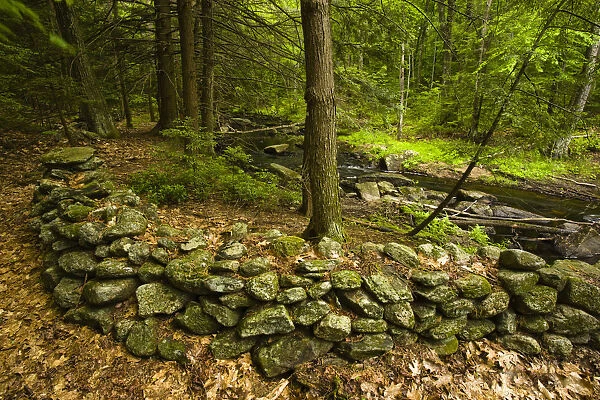 An old stone wall next to Muschopauge Brook in Holden, Massachusetts. Worcester County