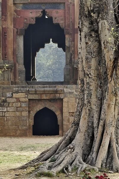 Old tree and Bara Gumbad Mosque, Delhi, India