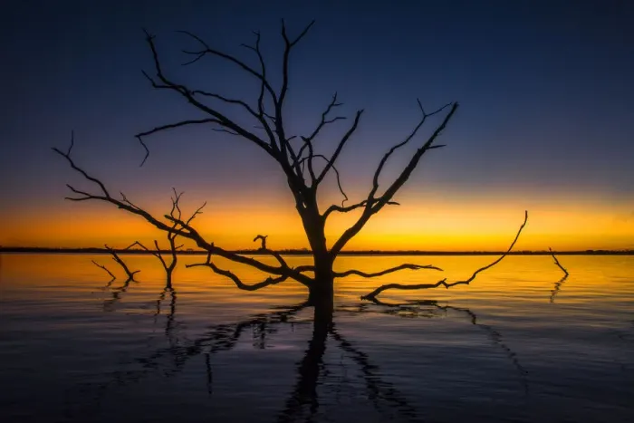 Framed Print : Old tree in the water