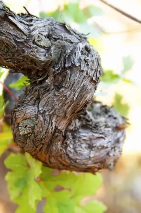 Framed Print : An old vine. Zilavka local grape variety Framed Print : An old vine. Zilavka local grape variety