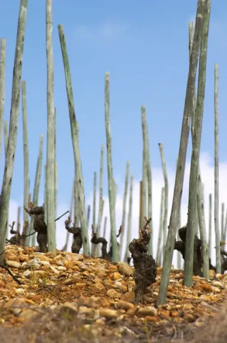 Framed Print : Old vines on stony pebbly soil and with supporting poles after winter pruning but Framed Print : Old vines on stony pebbly soil and with supporting poles after winter pruning but