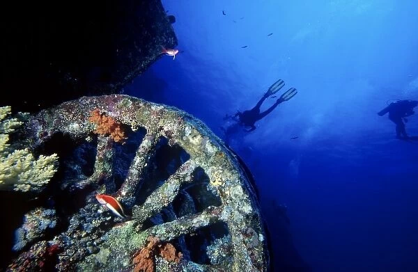 Old wheel home to corals and fish with scuba divers in the background, Numidia shipwreck