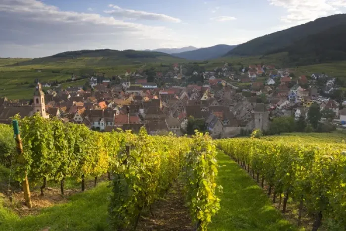 Framed Print : Old wine town of Riquewihr & vineyard, Alsace, France Framed Print : Old wine town of Riquewihr & vineyard, Alsace, France