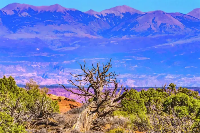 Framed Print : Old wood branch, Abajo Mountains, Canyonlands National Park, Moab, Utah Framed Print : Old wood branch, Abajo Mountains, Canyonlands National Park, Moab, Utah