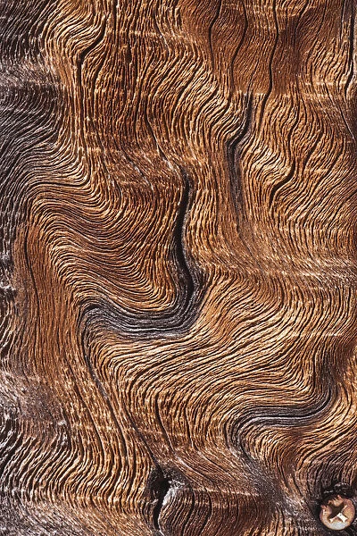 Old wood design, California