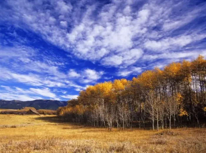 Framed Print : Old wooden cattle barn framed by fall aspen trees on the Lee Ranch near Judith Gap Framed Print : Old wooden cattle barn framed by fall aspen trees on the Lee Ranch near Judith Gap