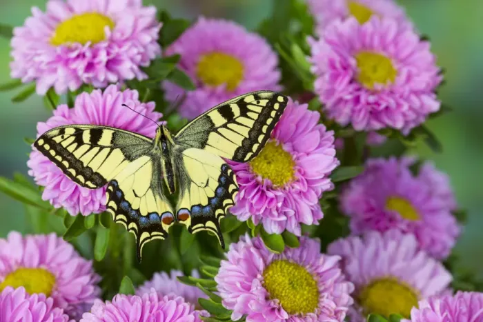 Framed Print : Old world swallowtail butterfly, Papilio machaon, on pink mums Framed Print : Old world swallowtail butterfly, Papilio machaon, on pink mums