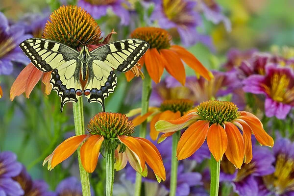 Old World swallowtail buttery on orange coneflowers and painted tongue