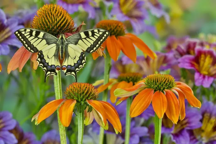 Framed Print : Old World swallowtail buttery on orange coneflowers and painted tongue