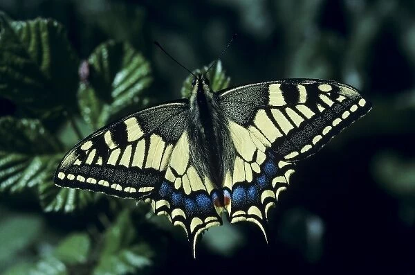 Old World Swallowtail, Papilio machaon, adult, Oberaegeri, Switzerland
