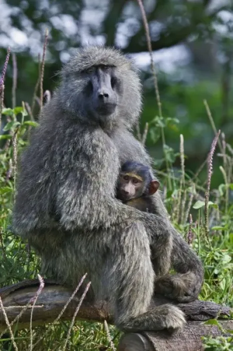 Framed Print : Olive Baboon with baby, Papio anubis, Lake Nakuru National Park, Kenya Framed Print : Olive Baboon with baby, Papio anubis, Lake Nakuru National Park, Kenya