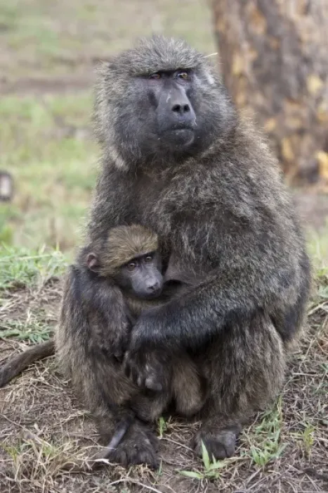 Framed Print : Olive Baboon, Papio anubis, Lake Nakuru, Kenya, mother with baby Framed Print : Olive Baboon, Papio anubis, Lake Nakuru, Kenya, mother with baby