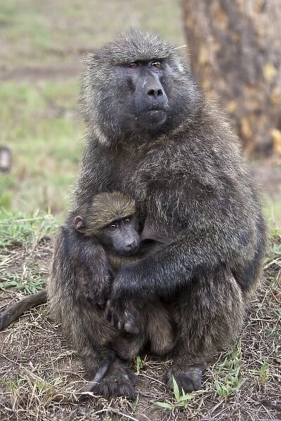 Olive Baboon, Papio anubis, Lake Nakuru, Kenya, mother with baby