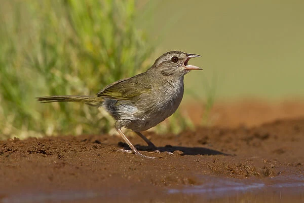 Olive Sparrow (Arremonops rufivirgatus) drinking at pond, s. Texas
