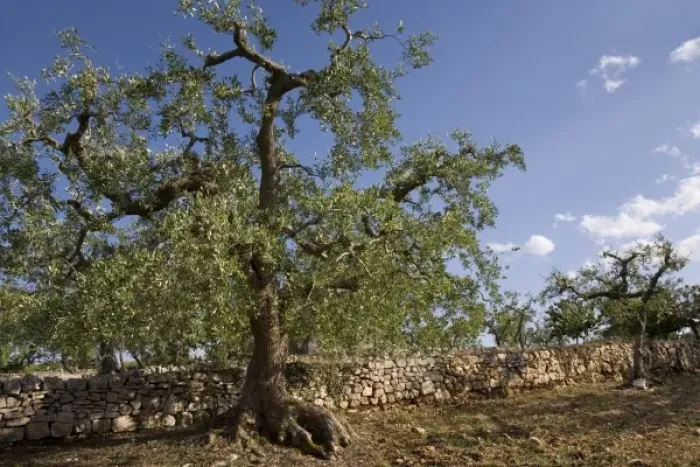 Framed Print : Olive tree, Apulia, Italy Framed Print : Olive tree, Apulia, Italy